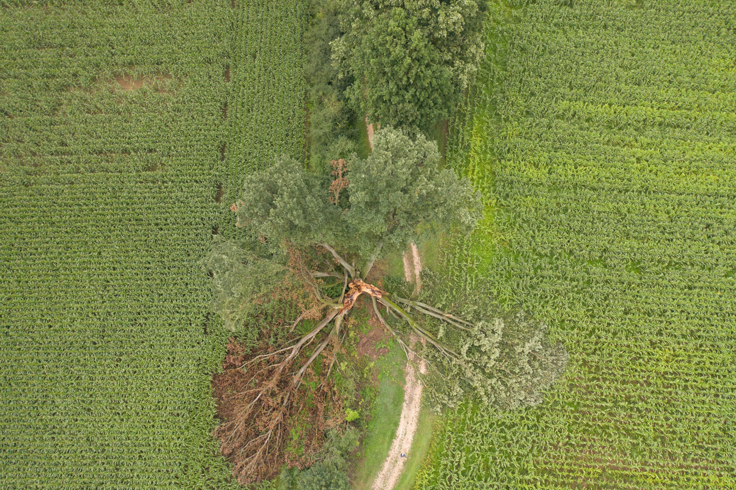 Niedergang eines Naturdenkmals (Phase II)