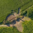 Niedergang eines Naturdenkmals (Phase III)