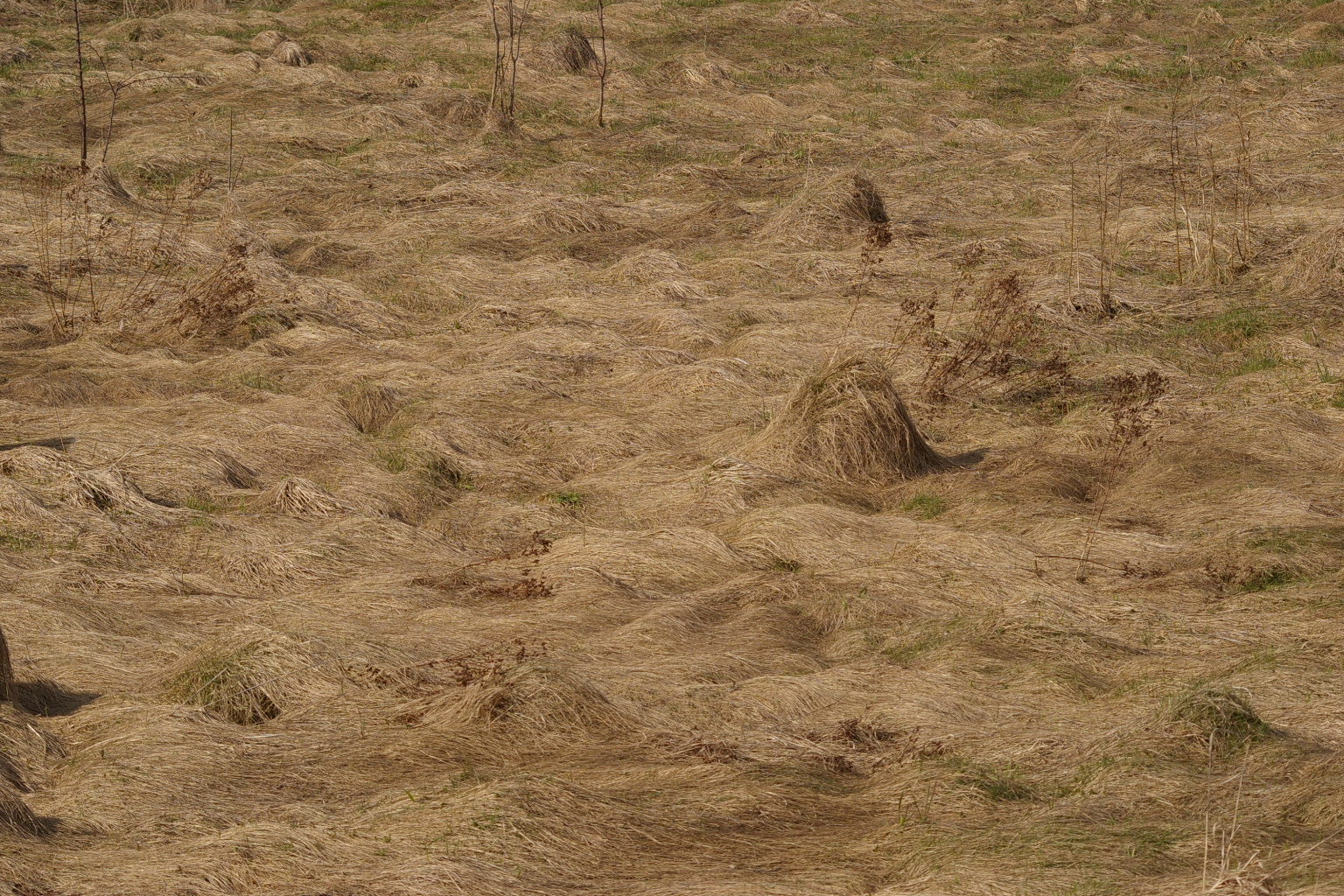 Niedergedrücktes Gras