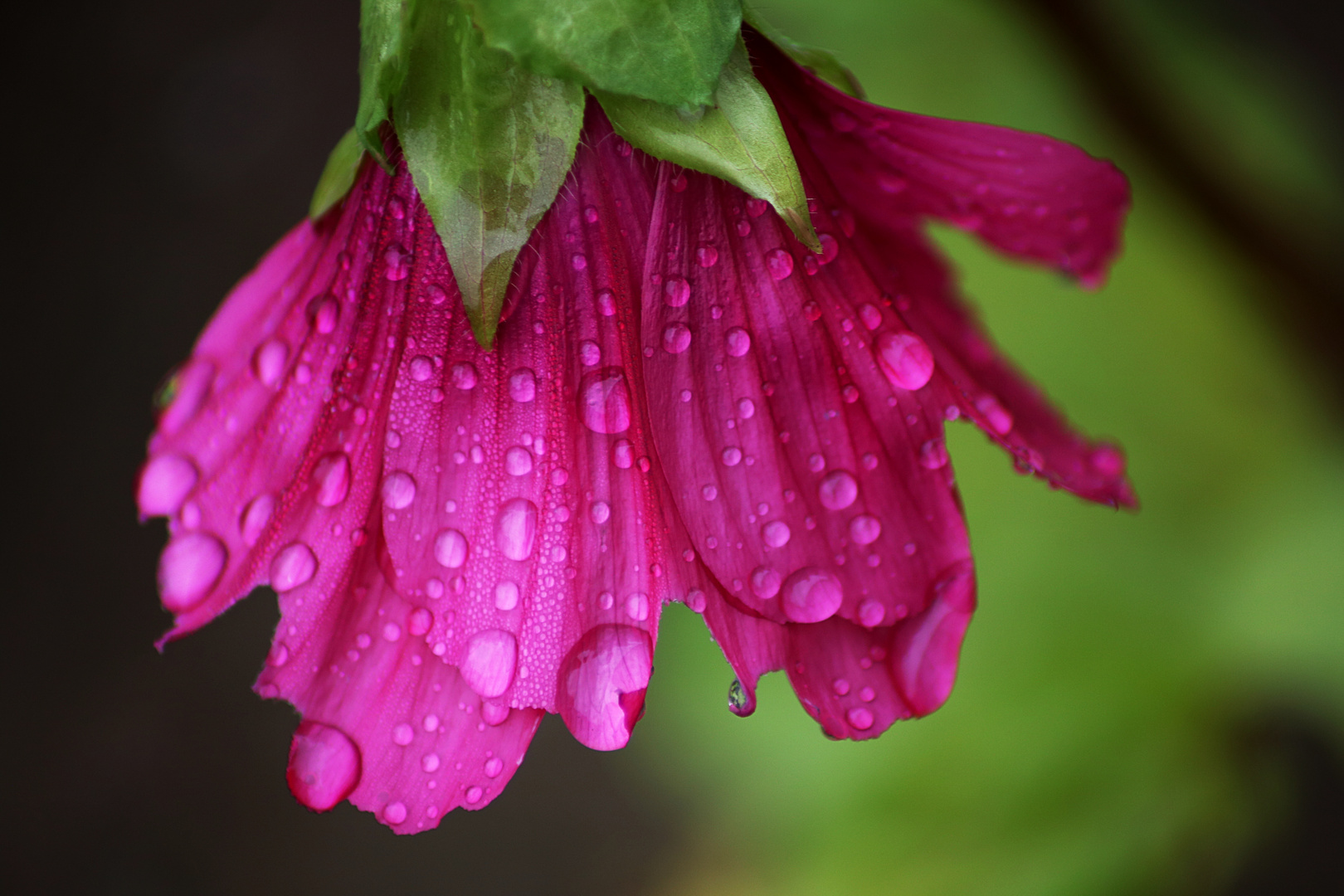 Niedergeschlagen vom Regen