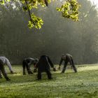 Niederländer am Morgen