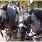 niederländer blauschimmel - kaltblutpferdemarkt laupheim