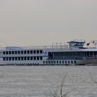 Niederländische Flusskreuzfahrtschiff bei voller Fahrt auf dem Rhein in Wesel