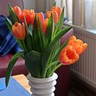 Niederländische Tulpen
