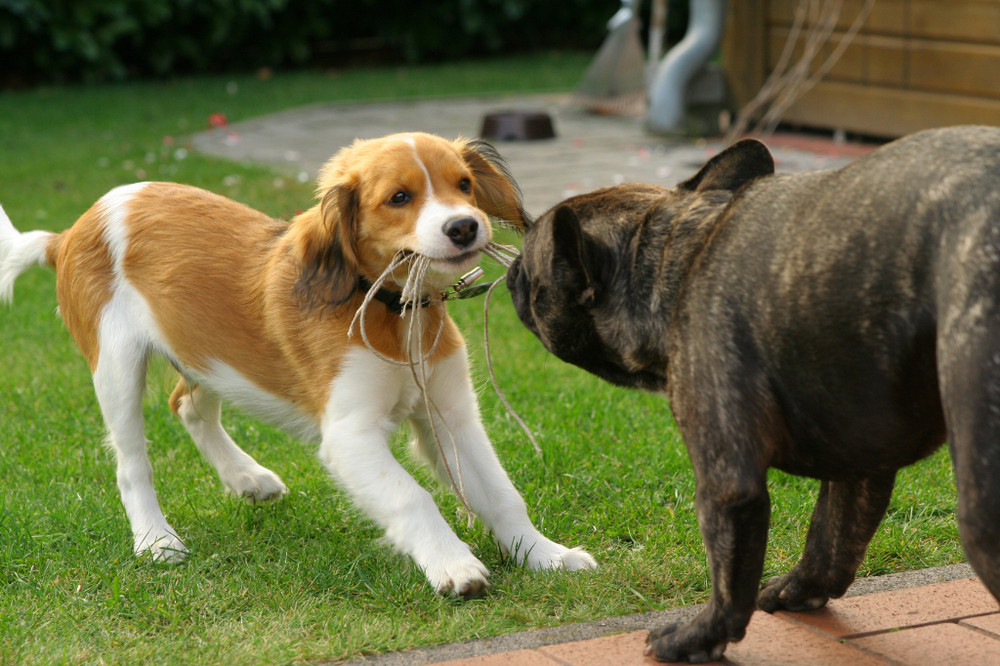 Niederländischer Kooiker VS Französische Bulldogge