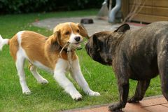 Niederländischer Kooiker VS Französische Bulldogge