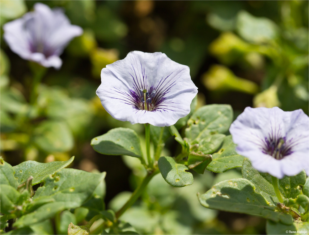 Niederliegende Glockenwinde (Nolana humifusa).