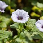 Niederliegende Glockenwinde (Nolana humifusa).