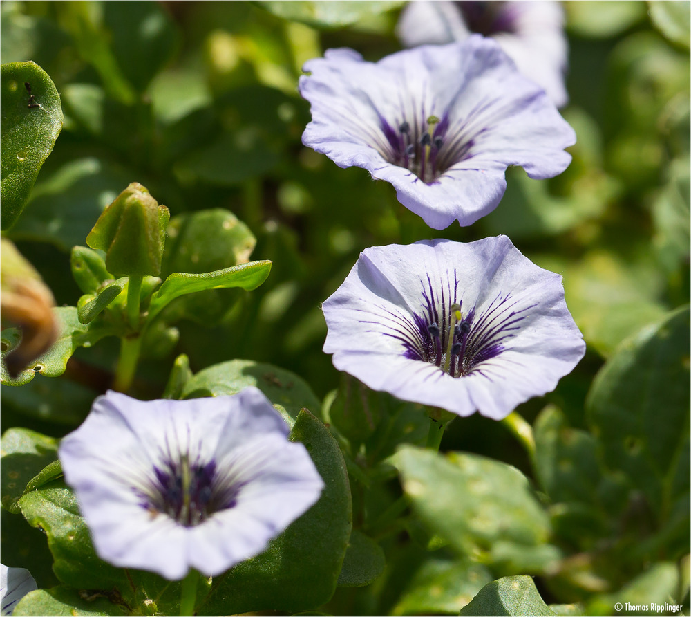 Niederliegende Glockenwinde (Nolana humifusa).