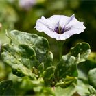 Niederliegende Glockenwinde (Nolana humifusa)