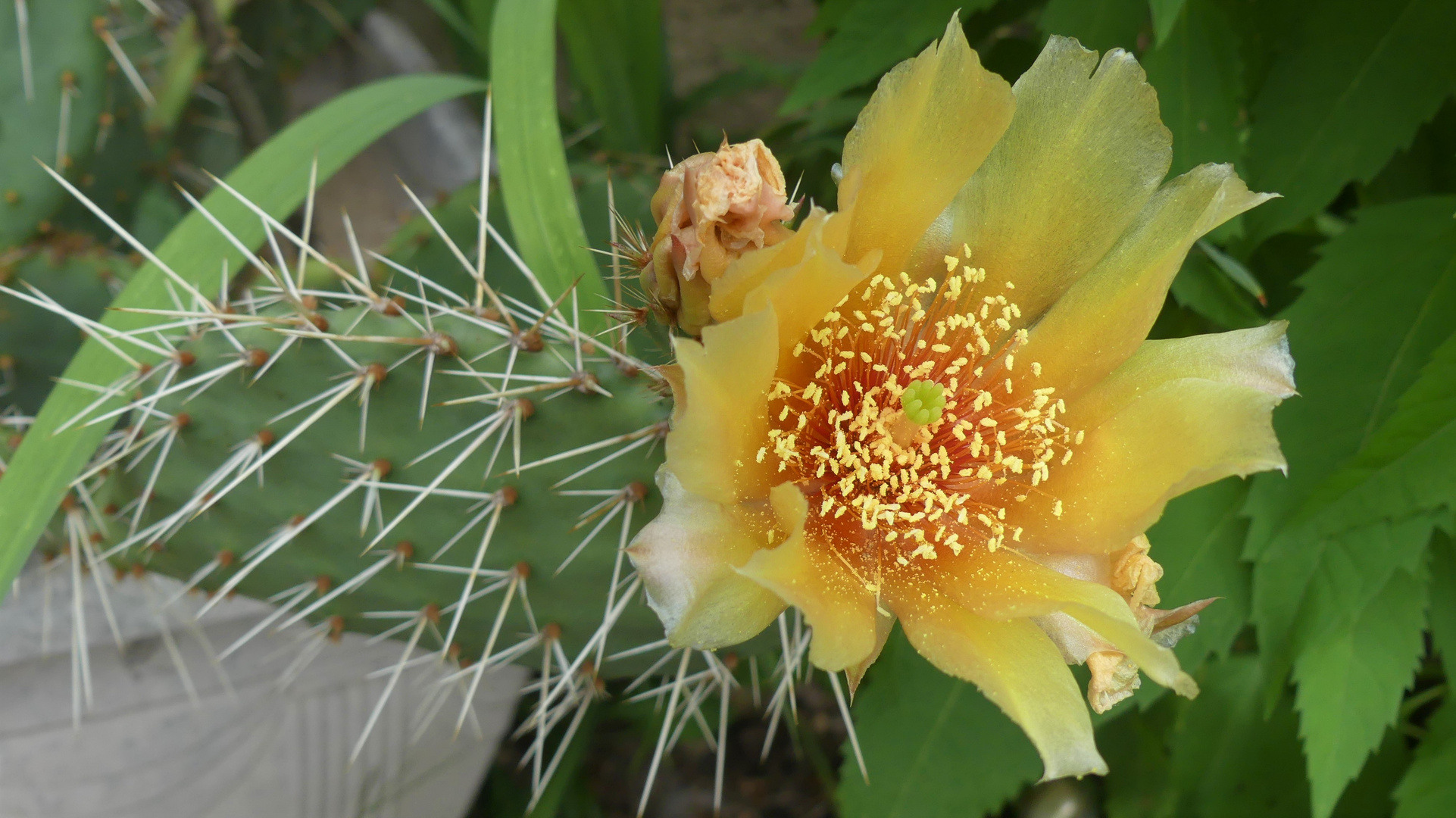 Niederliegender Feigenkaktus Blüte