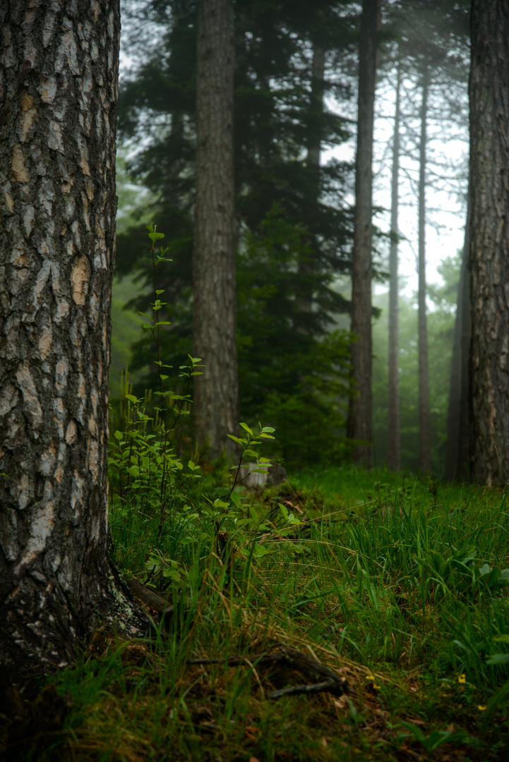 Niederösterreich, Rohr im Gebirge