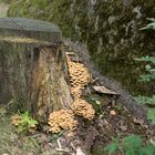 Niederösterreich - Waldviertel - Gmünd - Blockheide