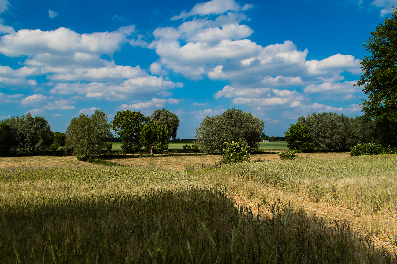 Niederrhein (1)