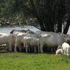 Niederrhein, 31 Grad und 80% Luftfeuchtigkeit