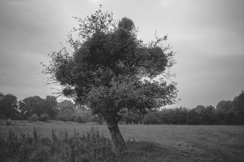 Niederrhein!