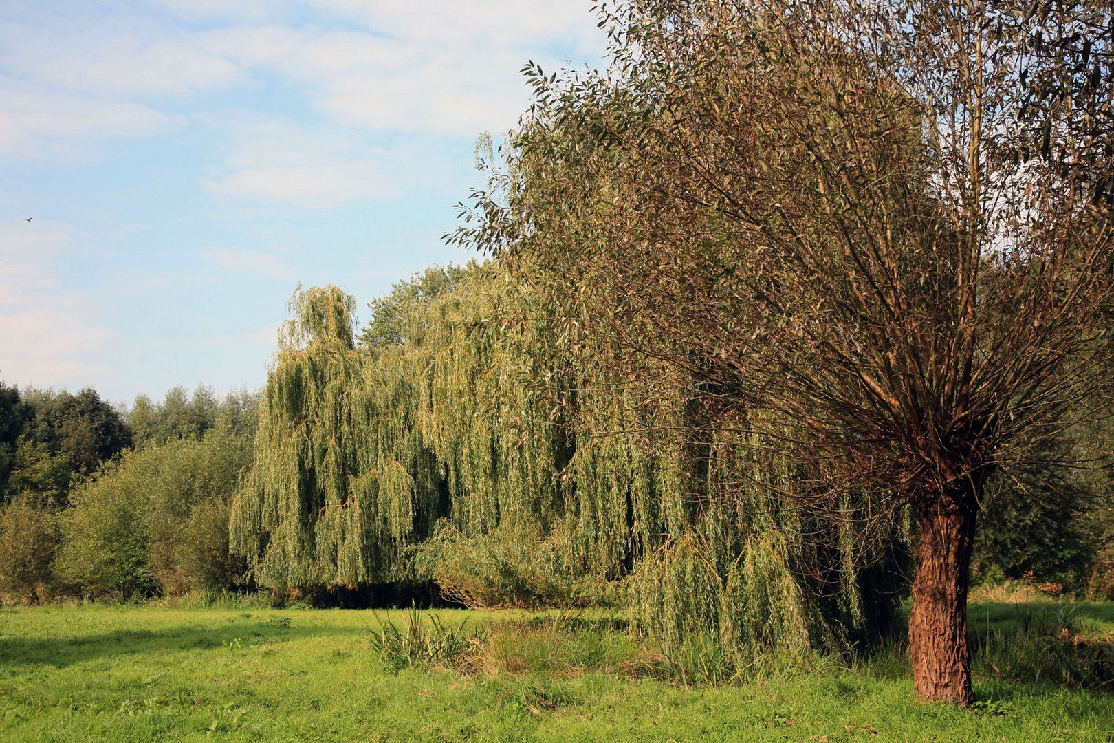 Niederrhein !