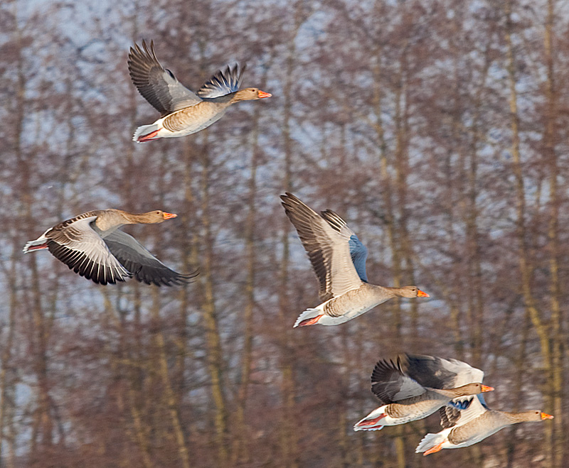 Niederrhein - Fliegende Wildgänse - Naturschutzgebiet De Gelderse Poort - Düffel