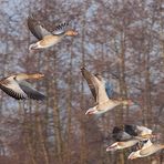 Niederrhein - Fliegende Wildgänse - Naturschutzgebiet De Gelderse Poort - Düffel