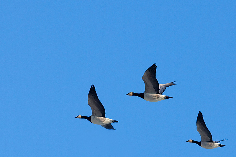 Niederrhein - Fliegende Wildgänse - Naturschutzgebiet De Gelderse Poort - Ooijpolder