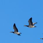 Niederrhein - Fliegende Wildgänse - Naturschutzgebiet De Gelderse Poort - Ooijpolder