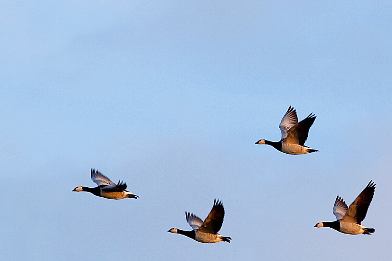 Niederrhein - Flug der Wildgänse im Abendlicht - Bislicher Insel