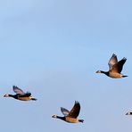 Niederrhein - Flug der Wildgänse im Abendlicht - Bislicher Insel