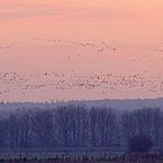 Niederrhein - Flug der Wildgänse im Morgenlicht