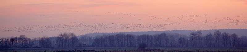 Niederrhein - Flug der Wildgänse im Morgenlicht