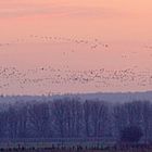 Niederrhein - Flug der Wildgänse im Morgenlicht