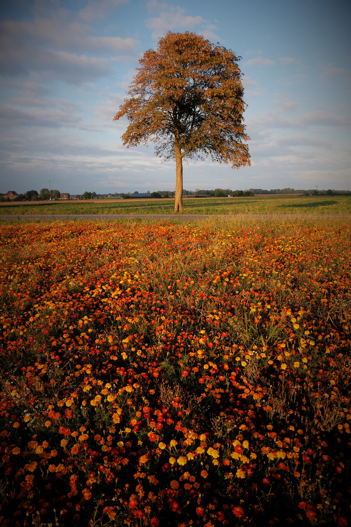 Niederrhein Idylle 2