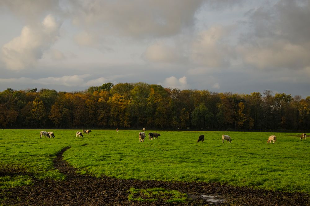 Niederrhein Idylle