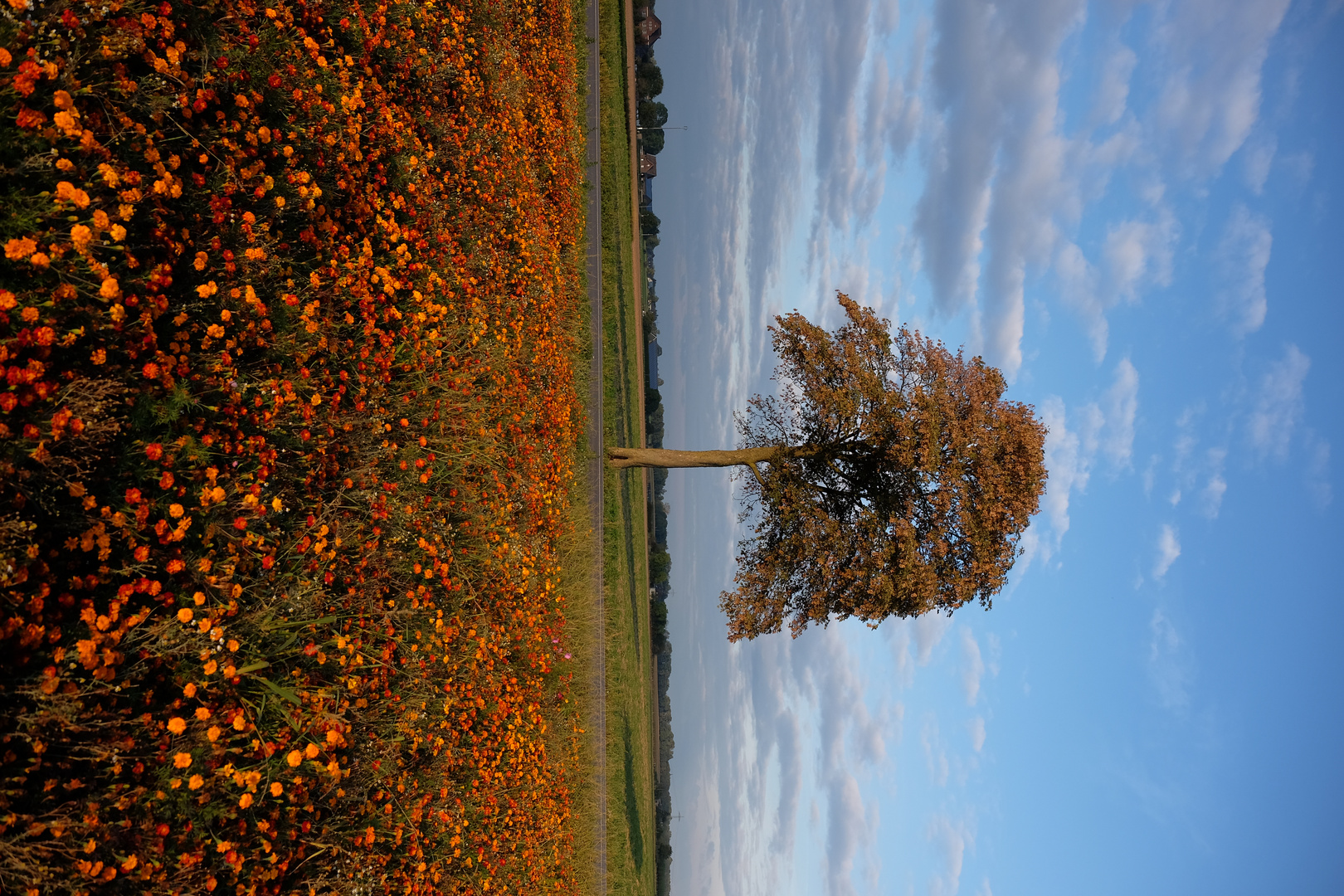 Niederrhein Idylle