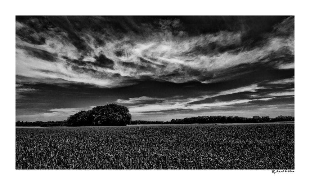 Niederrhein im Frühling