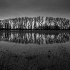 Niederrhein im Hochwasser