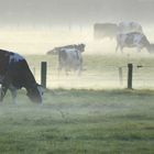 Niederrhein im Nebel