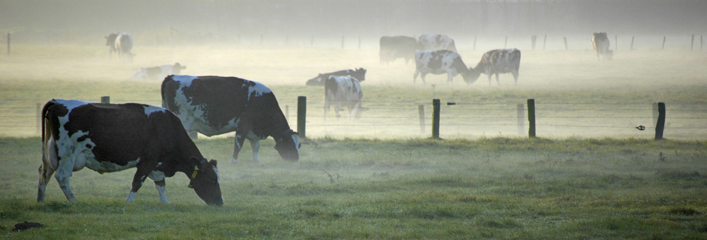 Niederrhein im Nebel