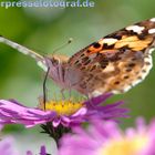 Niederrhein im Spätsommer