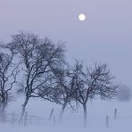 Niederrhein im Winter - Mondaufgang über der Bislicher Insel