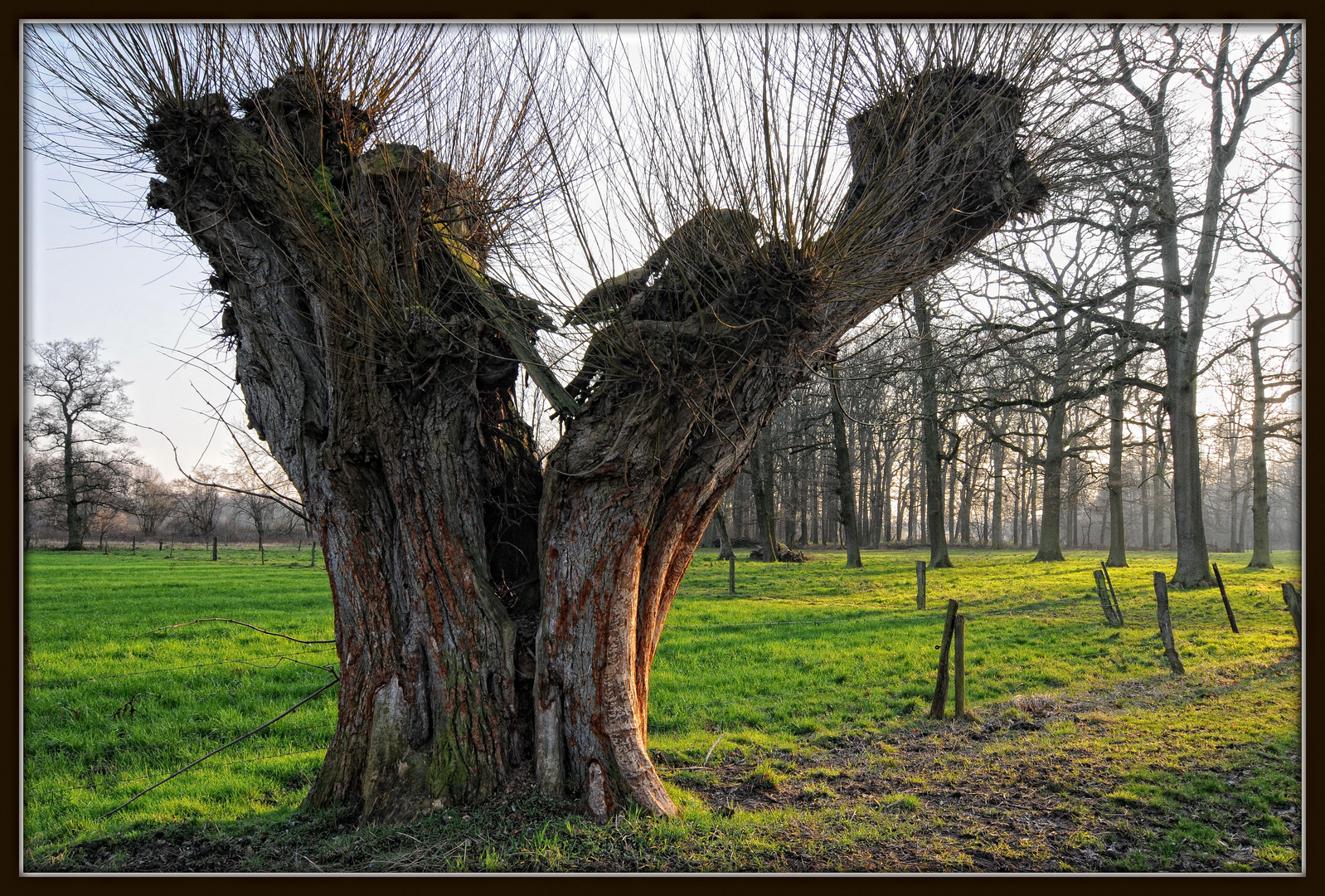 Niederrhein-Impressionen: Kopfweide