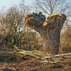 Niederrhein: Kopfweide nach Winterschnitt