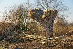 Niederrhein: Kopfweide nach Winterschnitt