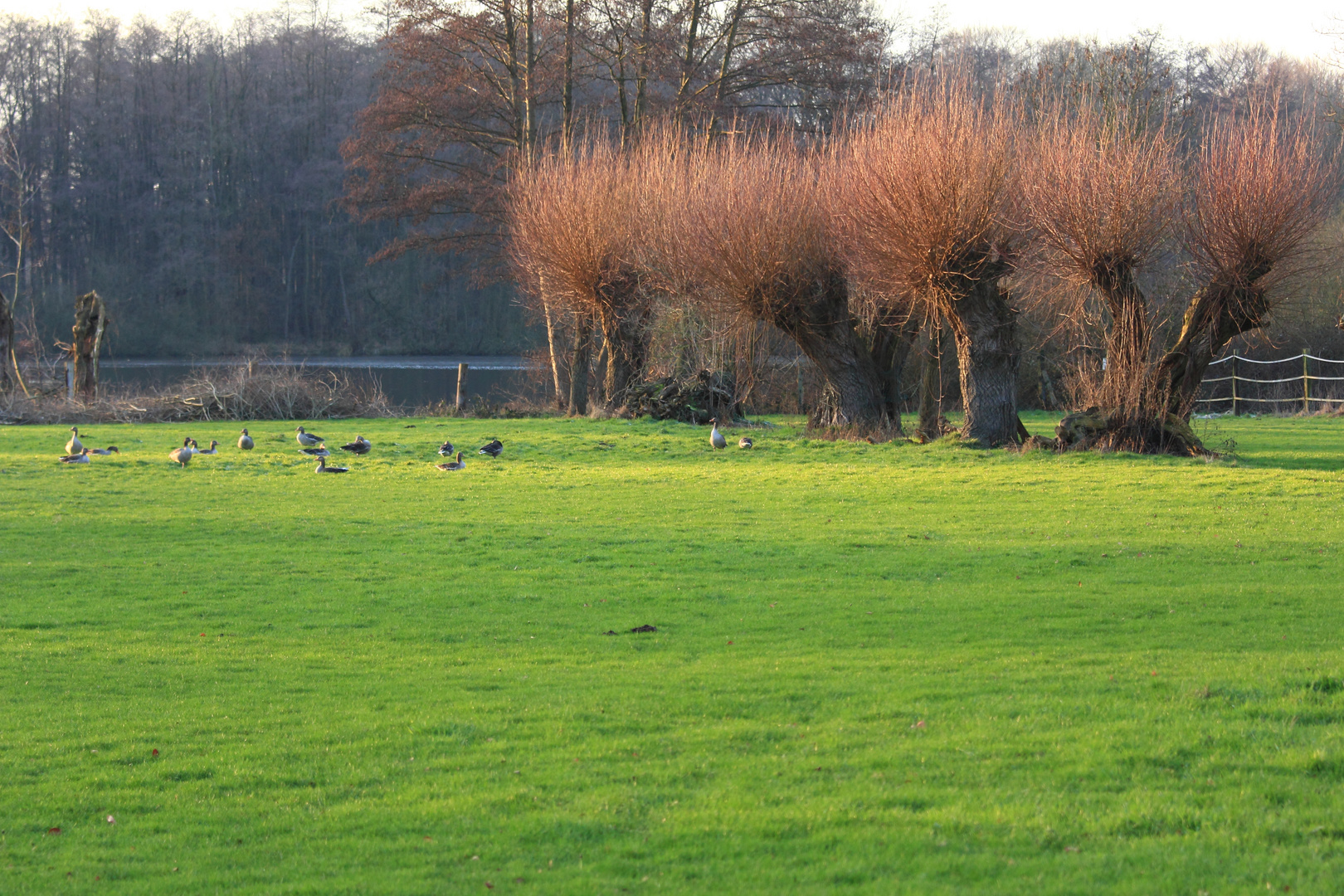 Niederrhein Kopfweiden