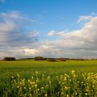 Niederrhein Landschaft - Fotoworkshop auf den Schaephuysener Höhen