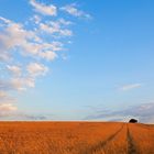 Niederrhein - Landschaft im Sommer - Schaephuysener Höhen