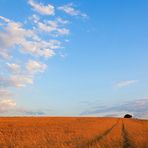 Niederrhein - Landschaft im Sommer - Schaephuysener Höhen