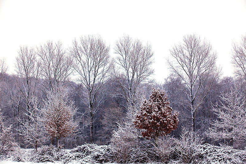 Niederrhein - Landschaft im Winter