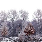 Niederrhein - Landschaft im Winter