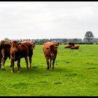 Niederrhein mal ohne Nebel und Kopfweiden