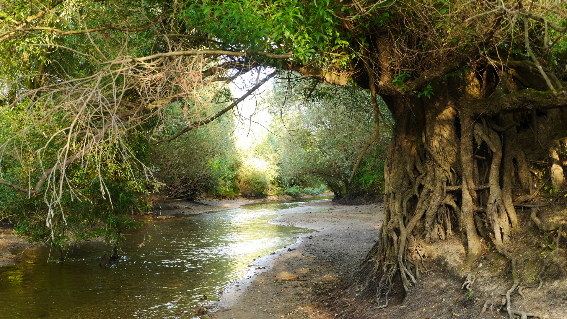 " Niederrhein-Mangrove"